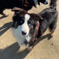 Mozart, chien à adopter