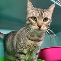 Mueza, chatte à adopter