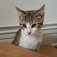 Cosquer, chat à adopter