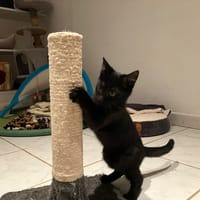 ELIO, chat à adopter