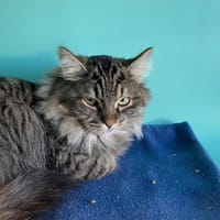 achille, chat à adopter