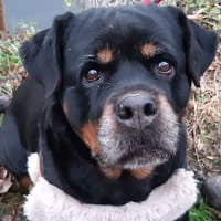 Mashka, chienne à adopter