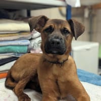 Dustin, chien à adopter