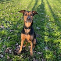 LASCA, chienne à adopter