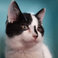 Mustucru, chat à adopter