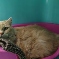 Caramel, chat à adopter