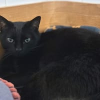 ELITE, chat à adopter