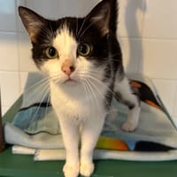 PRINCESSE, chatte à adopter