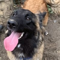 ATHENA, chienne à adopter