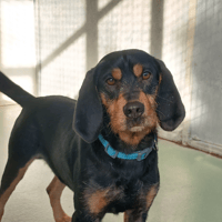 OSCAR, chien à adopter