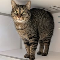 MINOUCHETTE, chatte à adopter
