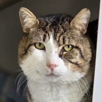 Wanga [Fiv+], chat à adopter
