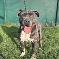 NINO, chien à adopter