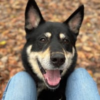 DJANGO, chien à adopter