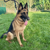 PAGAILLE LOF, chienne à adopter