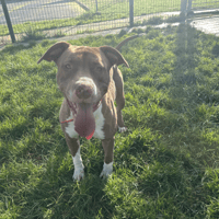 Ginette, chienne à adopter