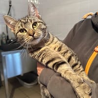 WINA, chatte à adopter