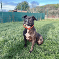 HAIKO, chienne à adopter