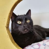 Tutafé, chat à adopter