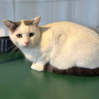 SHEERAN, chat à adopter