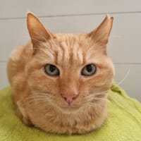 T-Rex, chat à adopter