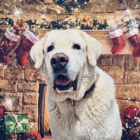 HELSINKI, chien à adopter