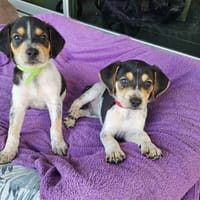 Tiago aux mille sourires, chien à adopter