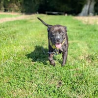 Paty, une créole en Normandie, chienne à adopter