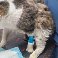 Pucek, kot do adopcji