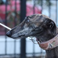 MASIEL, chienne à adopter