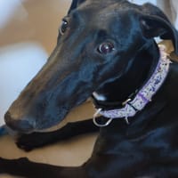 FURIA, chien à adopter