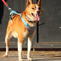 PATXY, chien à adopter