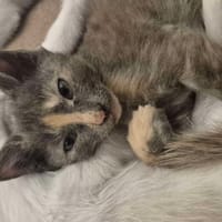 Kimi, chatte à adopter