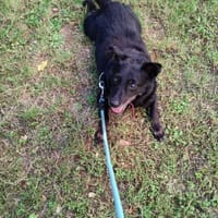 Mniszek, pies do adopcji