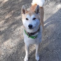 TOSCA, chienne à adopter