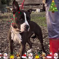 Camilla, cane femmina da adottare