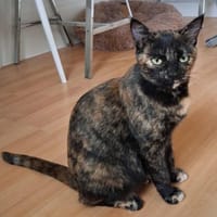 Suzette, chatte à adopter