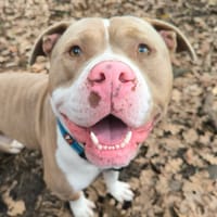 GONTRANDchien à adopter