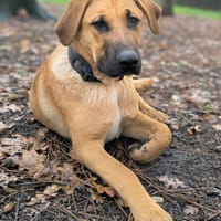 ASH, chien à adopter