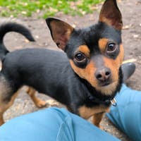 ZEF, chien à adopter