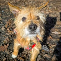 BILOU, chien à adopter