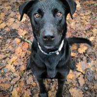 TARA, chienne à adopter