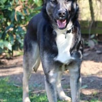 Mai - Marienkäferchen, Hündin zur Adoption