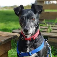 Bella8 sucht ein Zuhause, Hündin zur Adoption