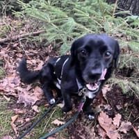 Gobi, auf PS, sucht Fürimmerzuhause, Hund zur Adoption