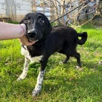 Kieran sucht sein Zuhause, Hund zur Adoption