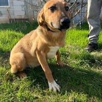 Sascha sucht seine Familie, Hund zur Adoption