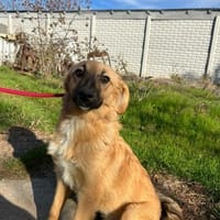 Therry - tolle Hündin sucht zuhause, Hündin zur Adoption