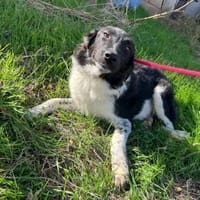 Lola ! Zuhause gesucht, Hündin zur Adoption