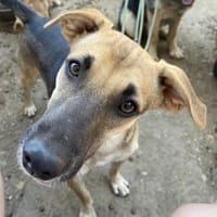 Hier kommt der süße Kalle 🐾, Hund zur Adoption